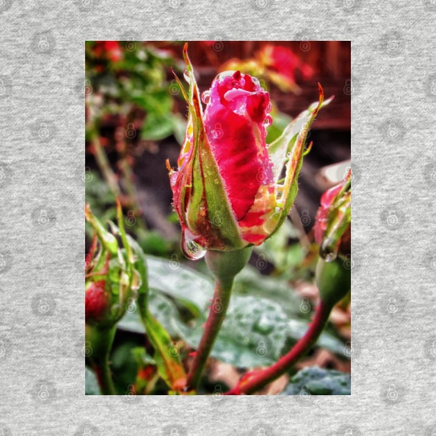 Rosebud after rain by Photography_fan